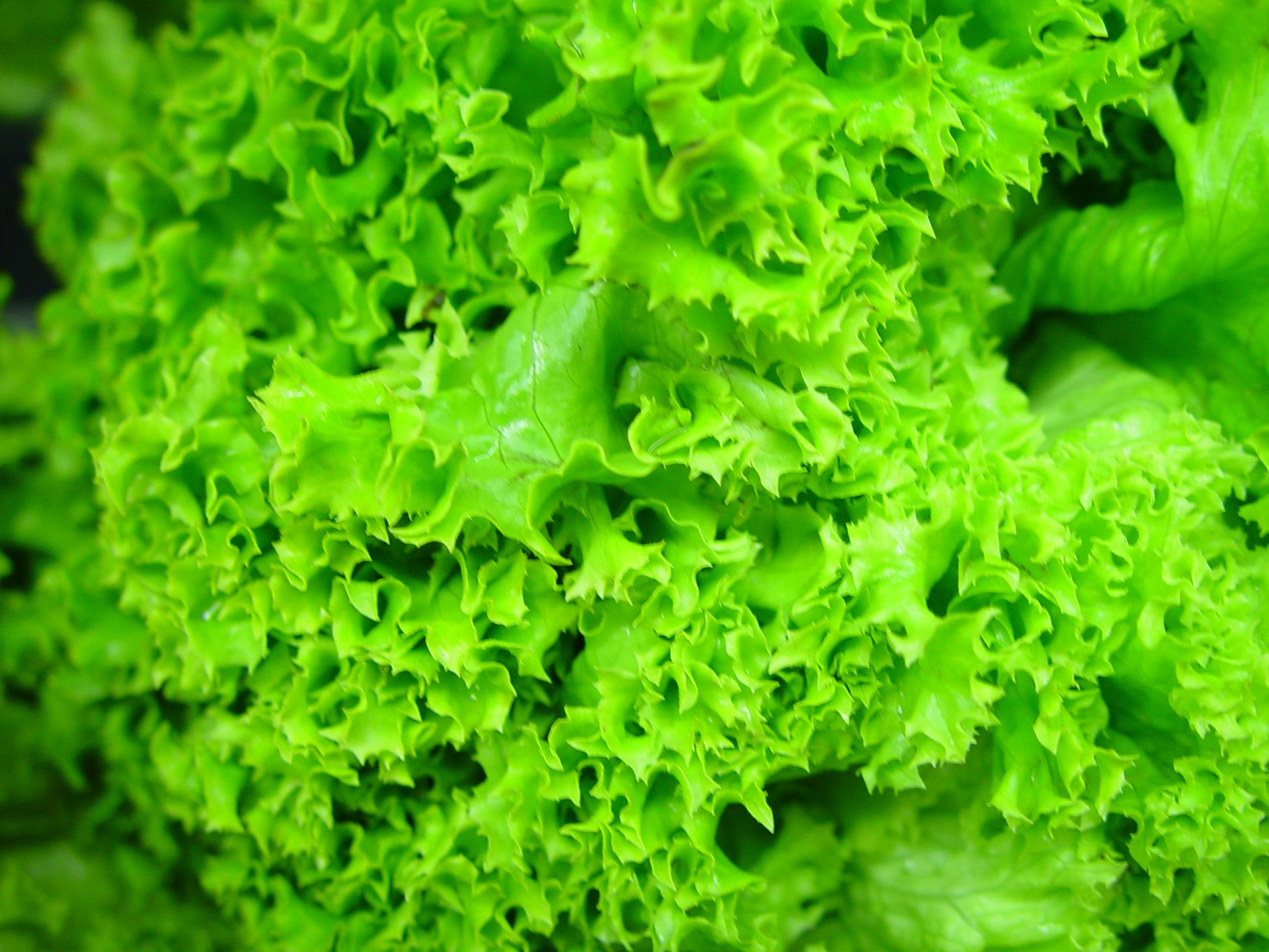 Почему зеленый салат так полезен?