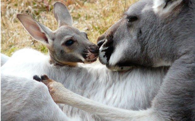 В столичном зоопарке появились на свет три детёныша кенгуру