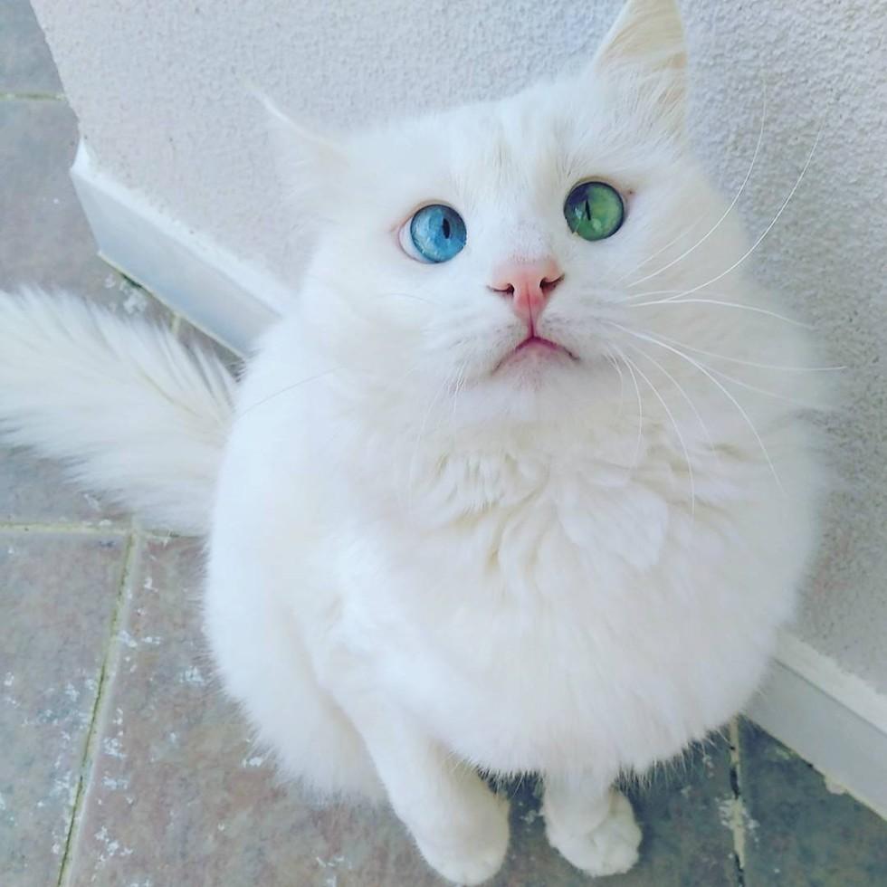 Назван самый красивый кот в мире