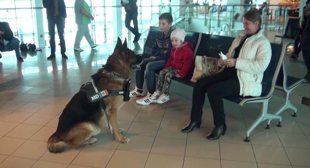 Un câine dresat felicită pasagerii de pe Aeroportul Chişinău cu ocazia Paştelui