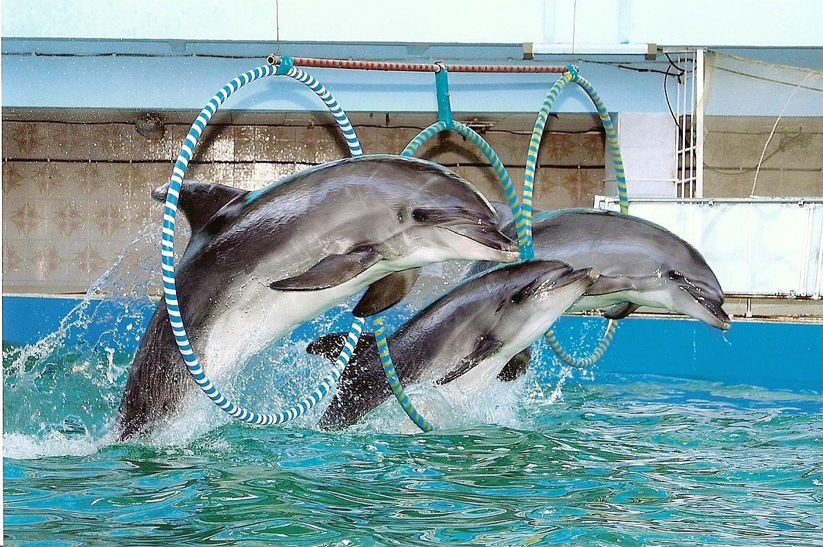 Защитники животных организуют митинг против открытия в Кишиневе дельфинария
