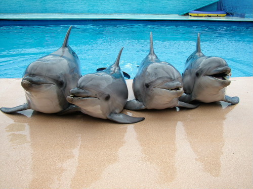 Экологи озабочены условиями содержания дельфинов в Кишиневе