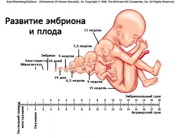 Calculăm împreună termenul sarcinii!