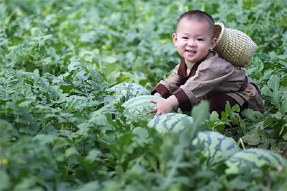 Помогающий отцу собирать арбузы малыш из Китая стал звездой соцсетей