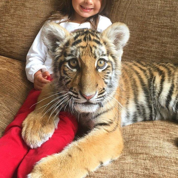 Виктория Боня разрешает дочери играть с диким тигром