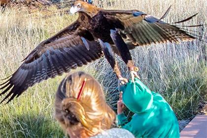 В Австралии орел попытался утащить ребенка