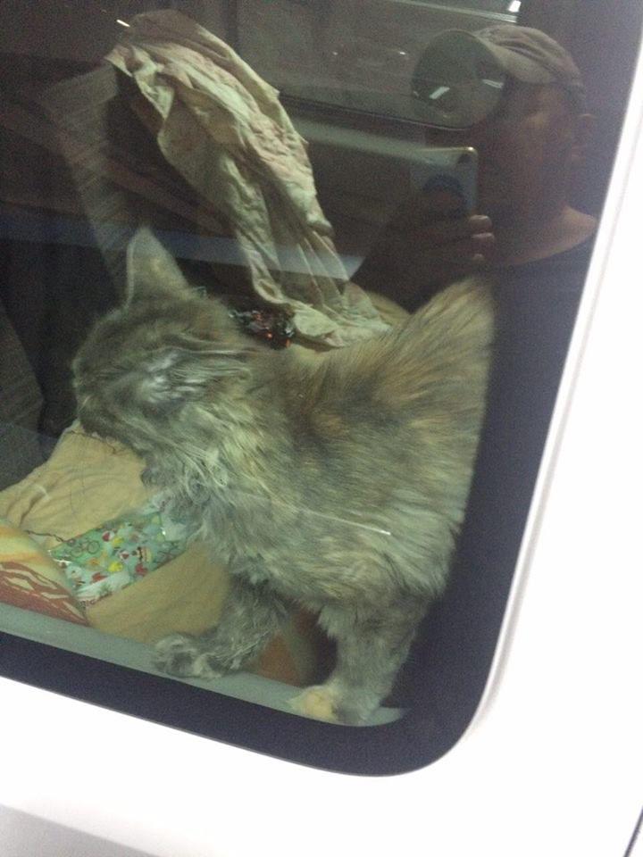 Кота, просидевшего в запертой машине несколько дней, спасли