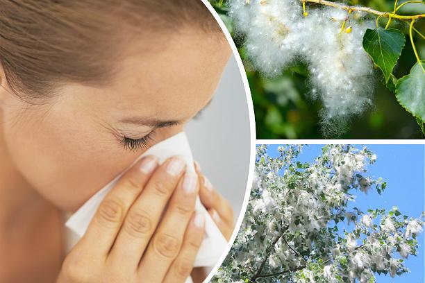 Puful de plopi: sfaturi practice în lupta cu alergia