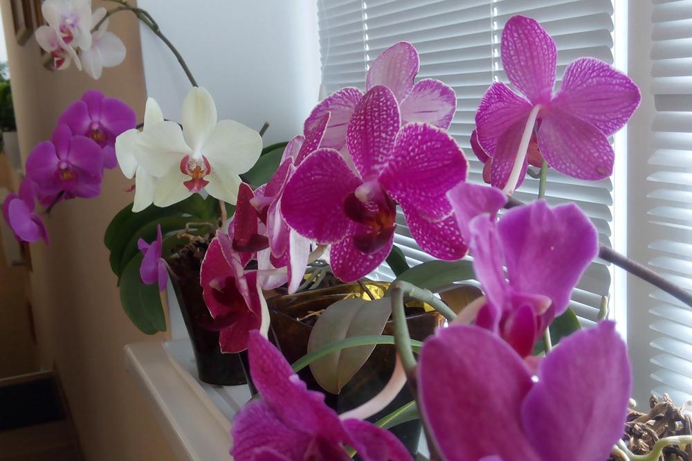 Магическое значение орхидеи в Вашем доме. Вы даже не представляете, что она может принести