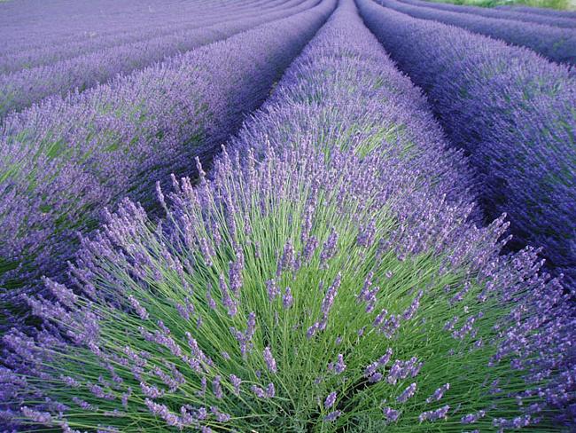 Vedeta lunii iunie – lavanda. 10 Beneficii ale acestei flori