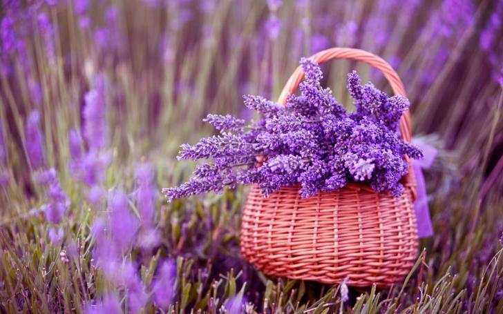 Vedeta lunii iunie – lavanda. 10 Beneficii ale acestei flori