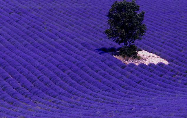 Vedeta lunii iunie – lavanda. 10 Beneficii ale acestei flori