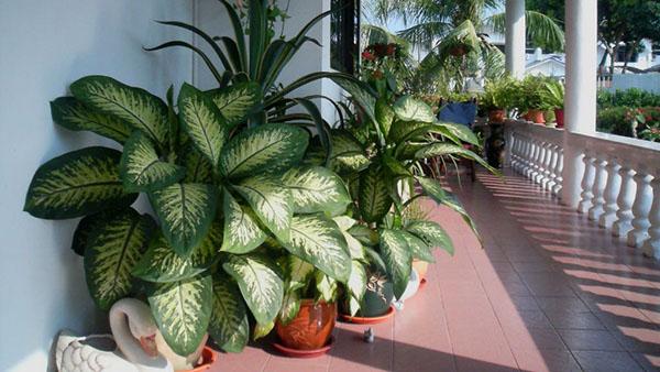 Top 14 cele mai PERICULOASE plante din casa ta