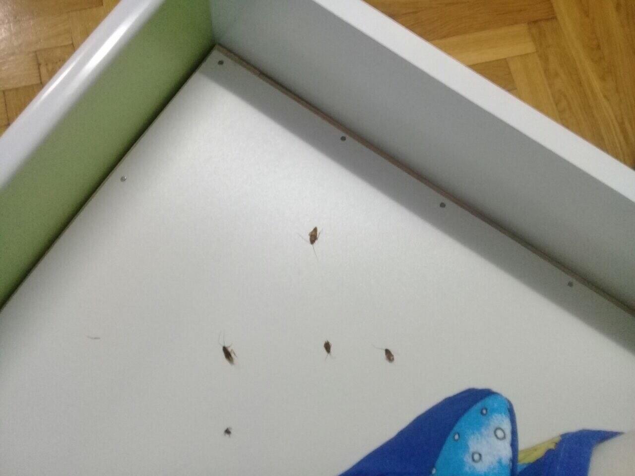 В частном детском саду Кишинева водятся тараканы. Фото