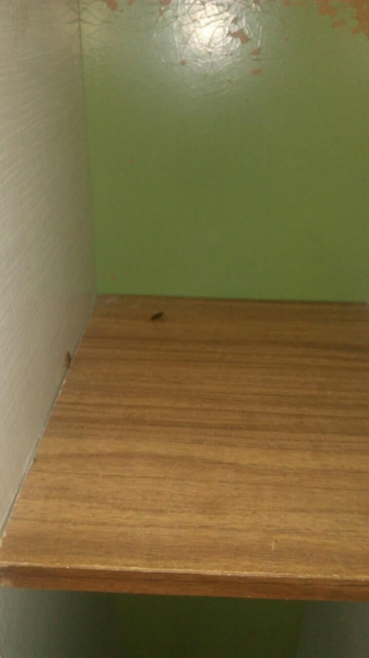 В частном детском саду Кишинева водятся тараканы. Фото