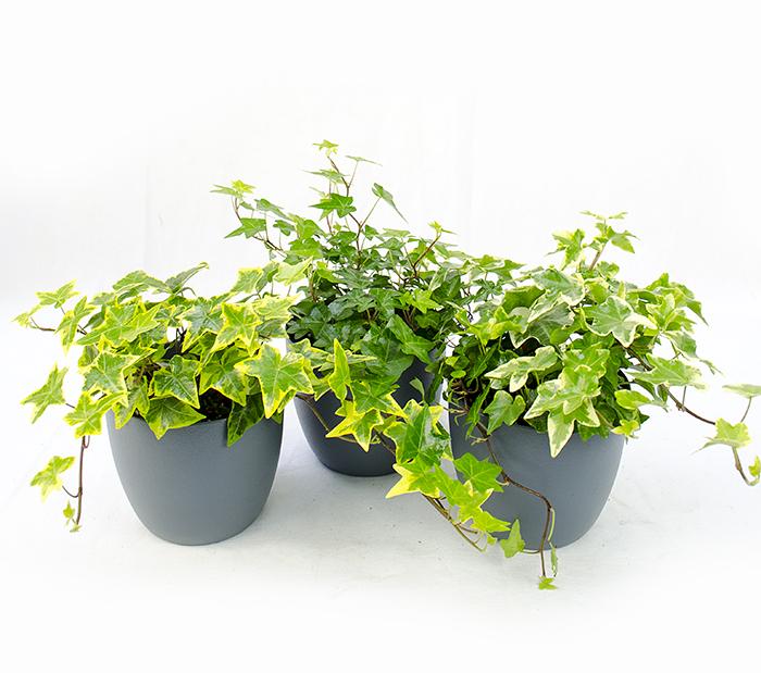 Plantele „bombe de oxigen“, care trebuie să crească în fiecare casă!