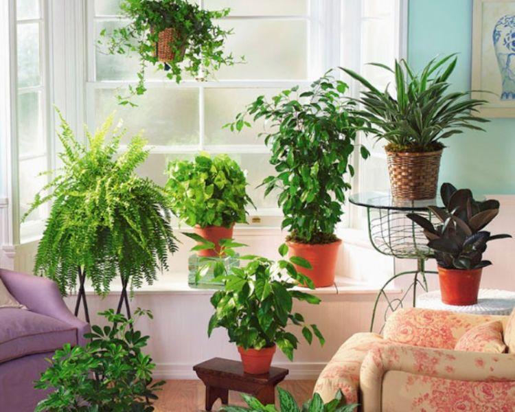 8 motive pentru care ar trebui să ai plante de cameră