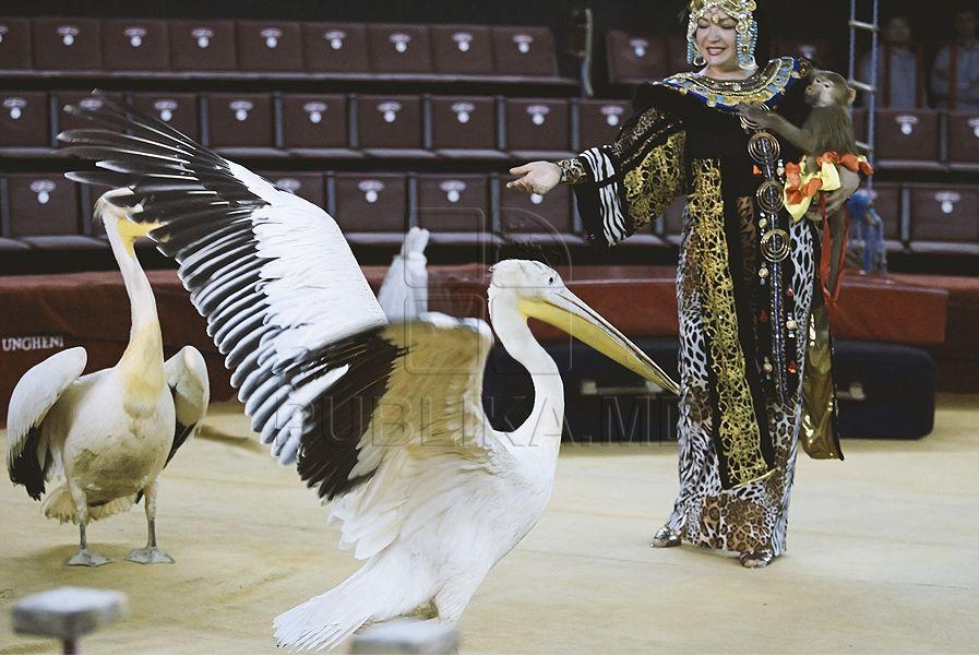 Кишиневский цирк готовится к открытию нового сезона