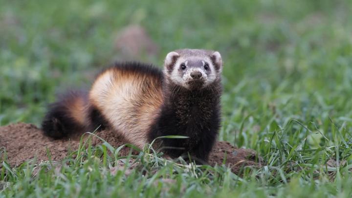 Detalii în cazul copilului de 7 ani, atacat de animalul bolnav de rabie