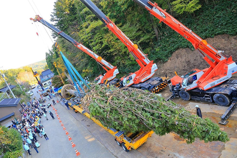 Как выглядит самая высокая в мире елка, установленная в Японии?