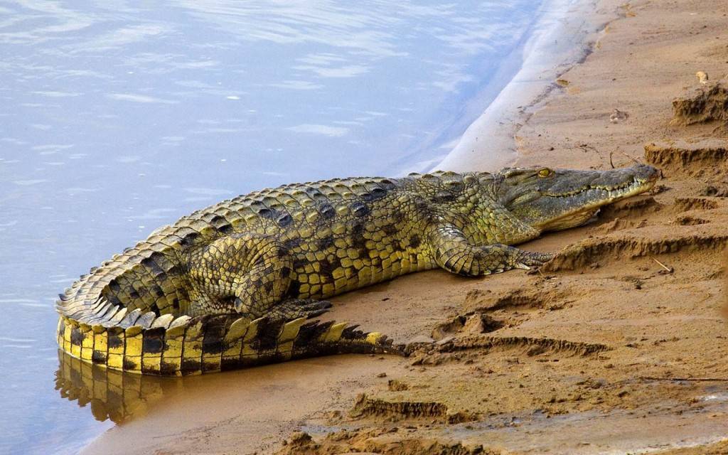 Крокодил утащил под воду ребенка в Мексике