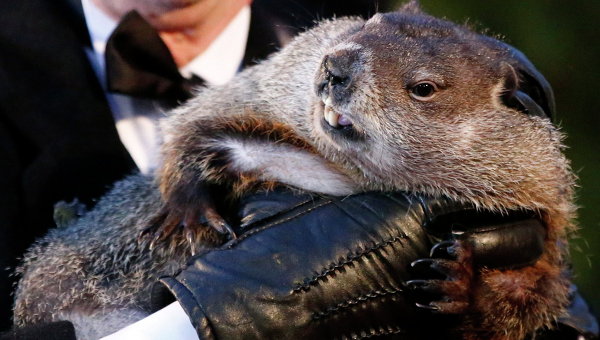 Ziua Marmotei. Phil va prezice cât va mai dura iarna în SUA