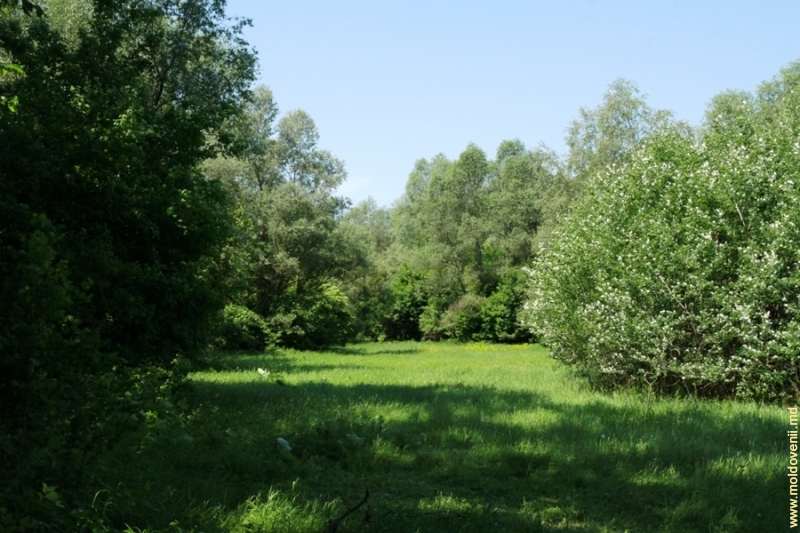 Rezervația „Pădurea Domnească” - o perlă a plaiului moldav