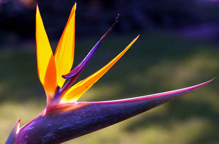 10 cele mai frumoase flori din lume (FOTO)