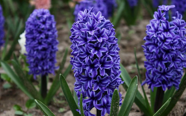 10 cele mai frumoase flori din lume (FOTO)