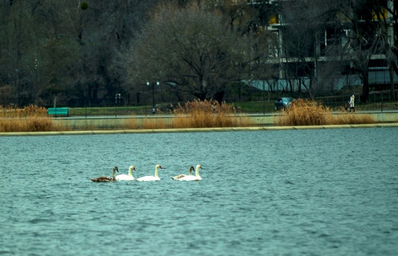 Lebede pe Lacul „Valea Morilor” (FOTO)