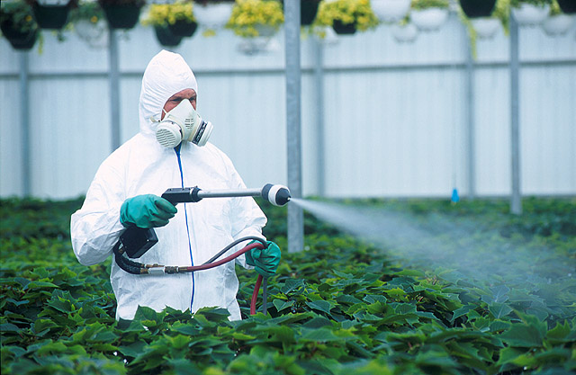 Список фруктов и овощей, содержащих наибольшее количество пестицидов (ФОТО)