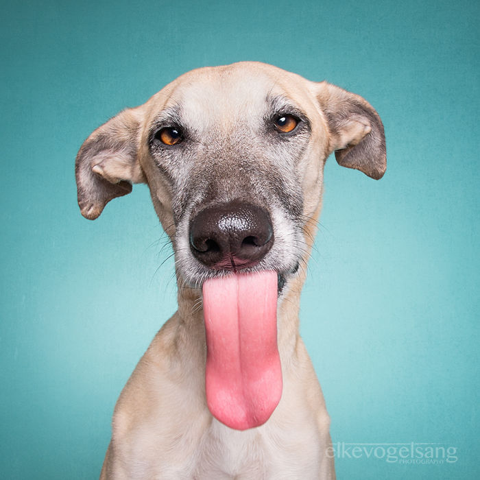 Эмоции хлещут через край! 16 невероятно экспрессивных портретов собак
