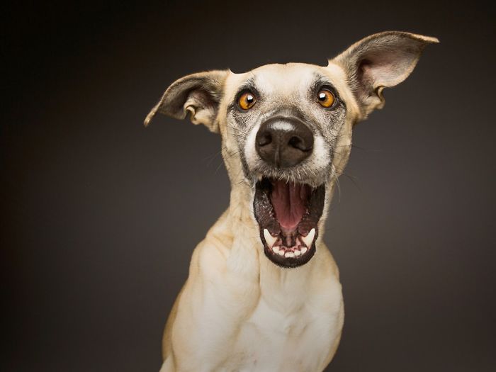 Эмоции хлещут через край! 16 невероятно экспрессивных портретов собак