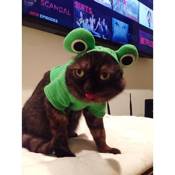 Кот с высунутым языком стал новой звездой Instagram
