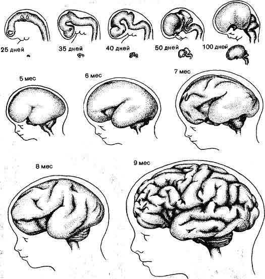 10 фактов о мозге ребенка, которые должен знать каждый родитель