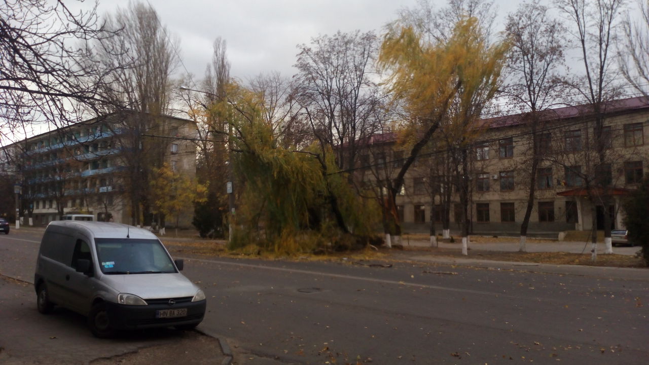 В Кишиневе сильный ветер повалил десятки деревьев