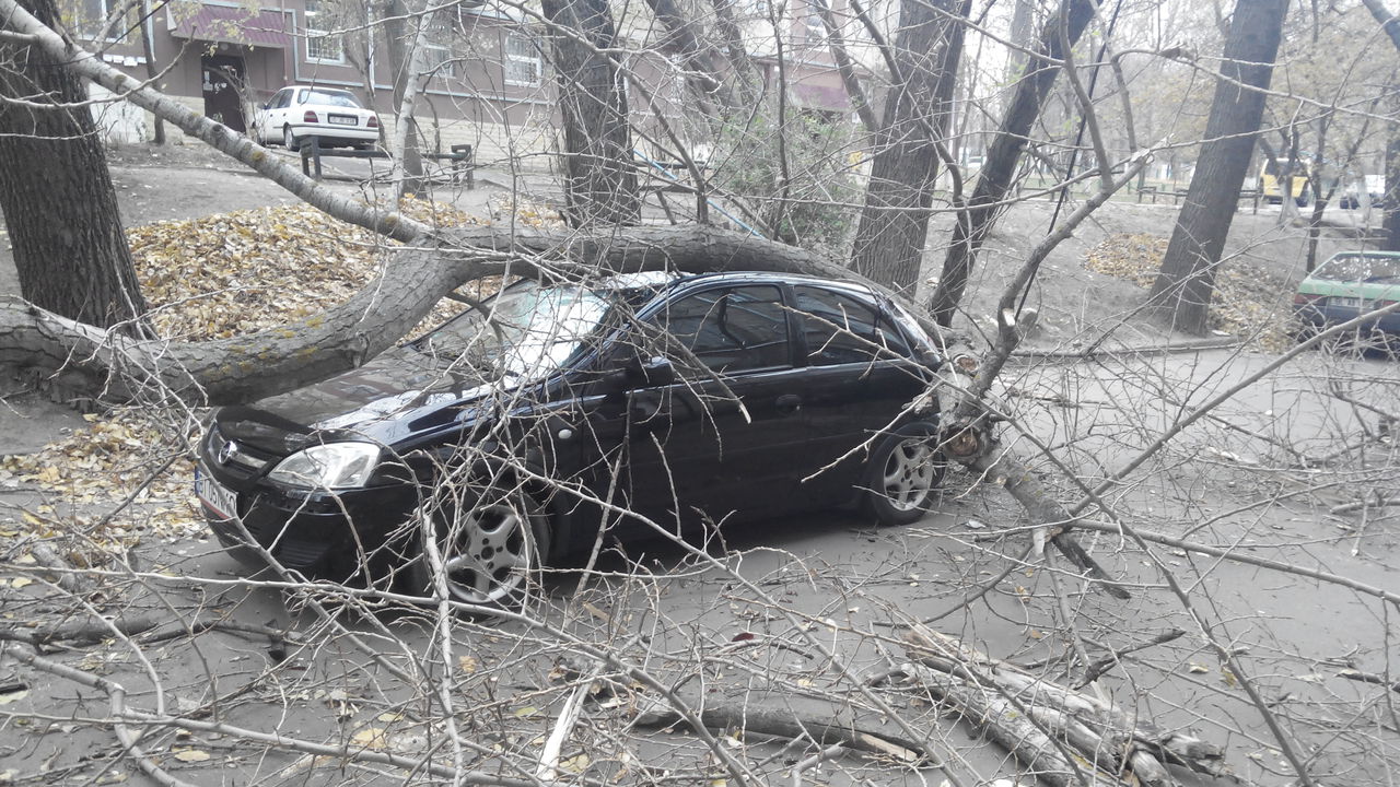 В Кишиневе сильный ветер повалил десятки деревьев