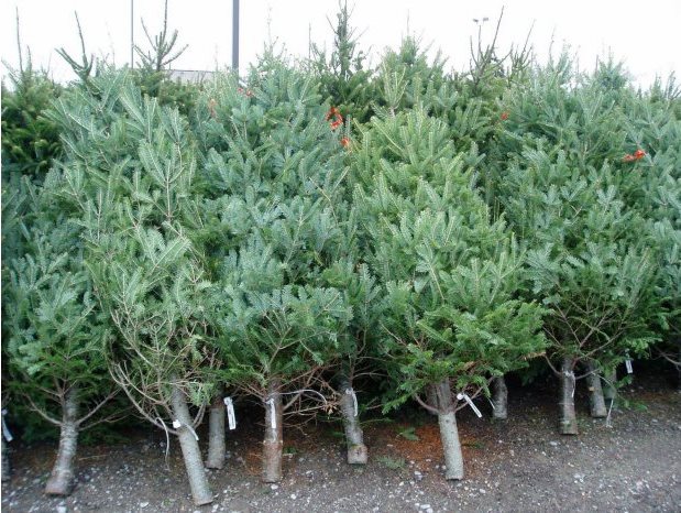 Более 30 тысяч елок были выставлены на продажу в этом году агентством Moldsilva