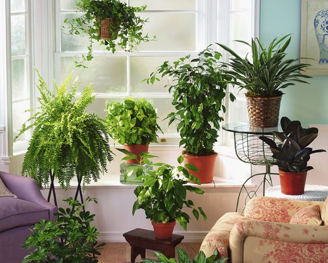 8 motive pentru care ar trebui sa-ti iei plante de apartament