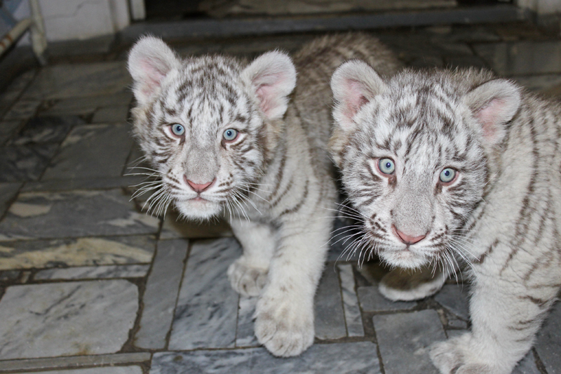 В кишиневский зоопарк привезли двух бенгальских тигрят